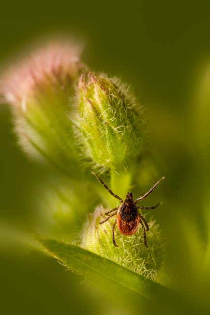 pexels-photo-31618104