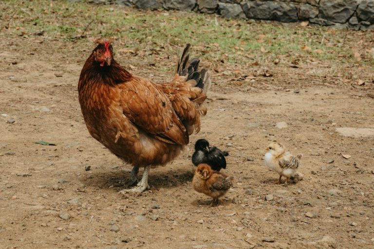 pexels-photo-33843295